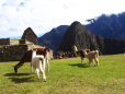 Lhamas em Machu Picchu